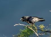 Corvus palmarum