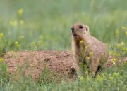 Kazakhstan FAUNA