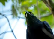 Corvus leucognaphalus