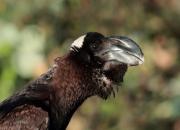 Corvus crassirostris