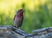 Carpodacus erythrinus