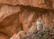 Falco biarmicus