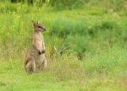 Agile wallaby