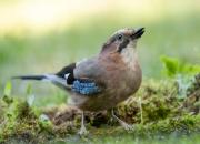 Garrulus glandarius