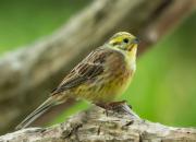 Emberiza citrinella