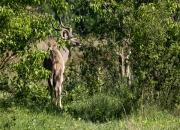 Greater kudu