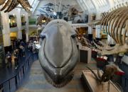 Londyn-Muzeum Historii Naturalnej