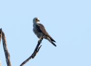 Falco dickinsoni