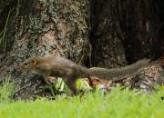 Grey-bellied squirrel