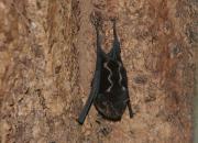 Greater sac-winged bat