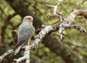 Falco ardosiaceus
