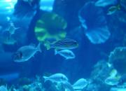 Dubai aquarium