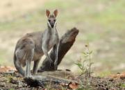 Whiptail wallaby
