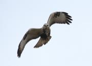 Buteo lagopus