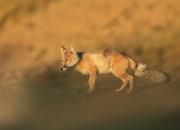  Corsac fox