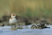 Charadrius alexandrinus