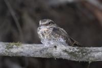 ECUADOR-FAUNA