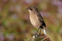 ETHIOPIA FAUNA