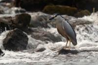 Nycticorax nycticorax