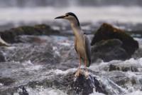 Nycticorax nycticorax