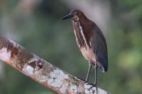 ECUADOR-FAUNA