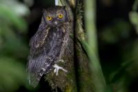 ECUADOR-FAUNA