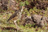 ETHIOPIA FAUNA