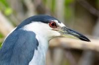 Nycticorax nycticorax