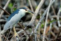 Nycticorax nycticorax