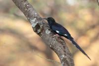 ETHIOPIA FAUNA