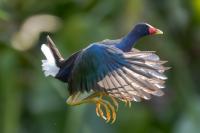 ECUADOR-FAUNA