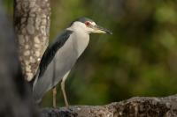 Nycticorax nycticorax