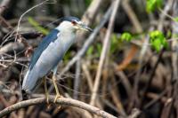 Nycticorax nycticorax