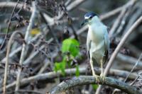 Nycticorax nycticorax