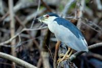 Nycticorax nycticorax