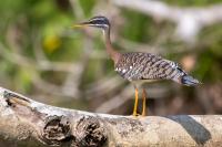 ECUADOR-FAUNA