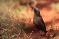 ETHIOPIA FAUNA