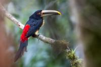 ECUADOR-FAUNA