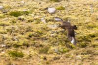 Stercorarius skua