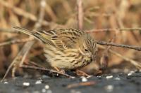 Anthus pratensis