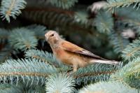 Carduelis cannabina