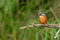 Alcedo atthis