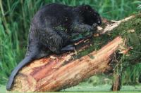 Eurasian beaver