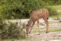 Greater kudu