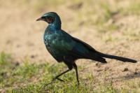 Lamprotornis australis