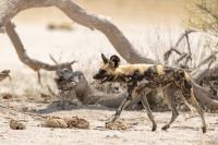 African wild dog