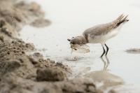 Charadrius pallidus