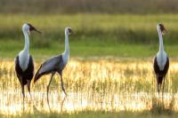 Grus carunculata