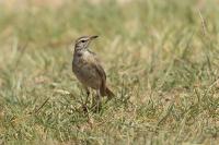 Anthus cinnamomeus