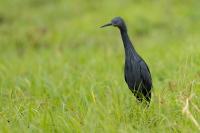 Egretta vinaceigula